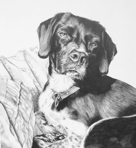 Hire an Artist for Dog Portrait